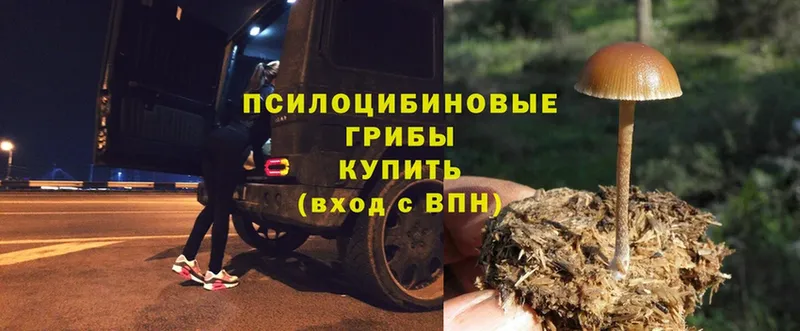 Галлюциногенные грибы Psilocybe  Абинск 